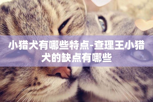 小獵犬有哪些特點-查理王小獵犬的缺點有哪些