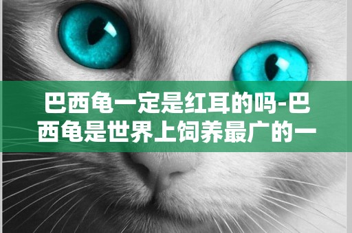 巴西龜一定是紅耳的嗎-巴西龜是世界上飼養最廣的一種爬行動物