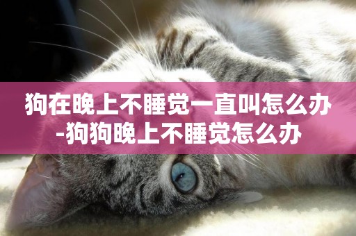 狗在晚上不睡覺一直叫怎么辦-狗狗晚上不睡覺怎么辦