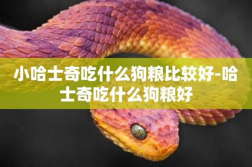 小哈士奇吃什么狗糧比較好-哈士奇吃什么狗糧好