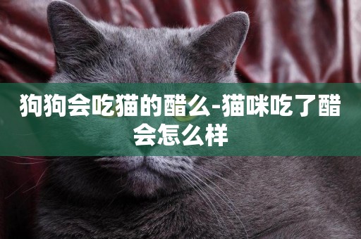 狗狗會吃貓的醋么-貓咪吃了醋會怎么樣