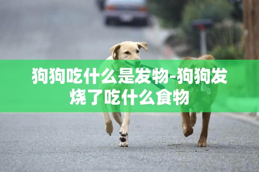 狗狗吃什么是發物-狗狗發燒了吃什么食物