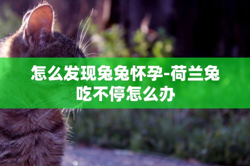 怎么發現兔兔懷孕-荷蘭兔吃不停怎么辦