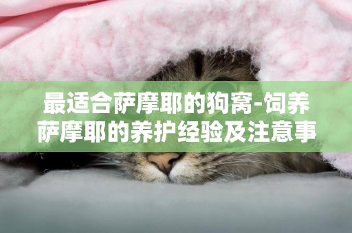 最適合薩摩耶的狗窩-飼養薩摩耶的養護經驗及注意事項