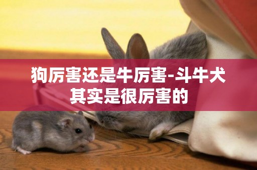 狗厲害還是牛厲害-斗牛犬其實是很厲害的
