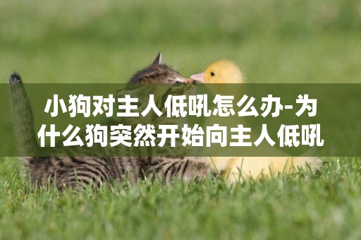 小狗對主人低吼怎么辦-為什么狗突然開始向主人低吼