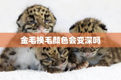 金毛換毛顏色會變深嗎