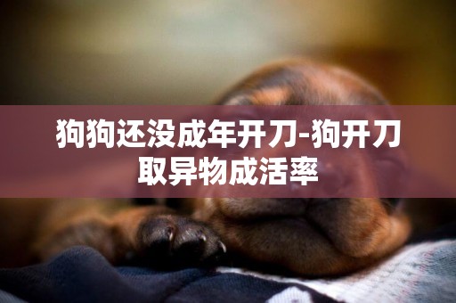 狗狗還沒成年開刀-狗開刀取異物成活率