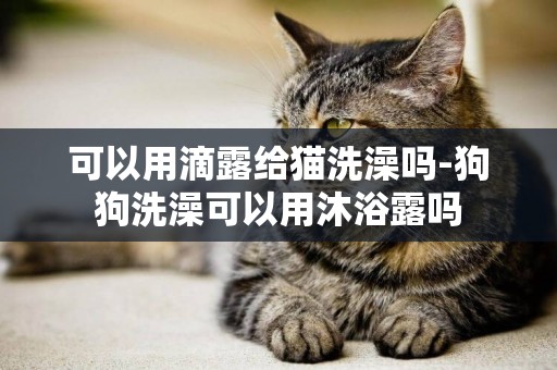 可以用滴露給貓洗澡嗎-狗狗洗澡可以用沐浴露嗎