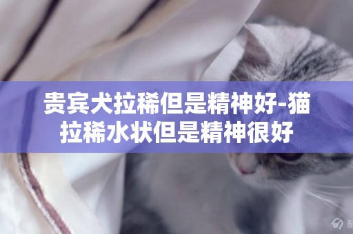 貴賓犬拉稀但是精神好-貓拉稀水狀但是精神很好