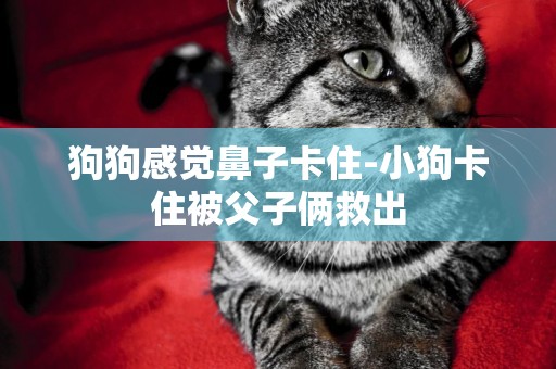 狗狗感覺鼻子卡住-小狗卡住被父子倆救出