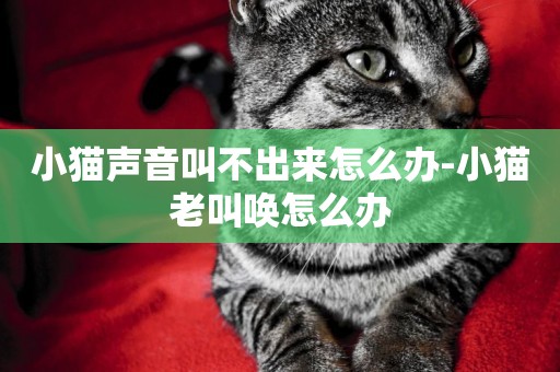 小貓聲音叫不出來怎么辦-小貓老叫喚怎么辦