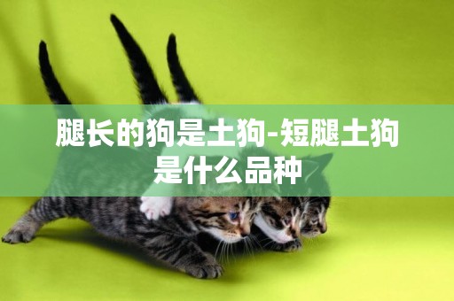 腿長的狗是土狗-短腿土狗是什么品種