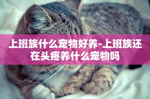 上班族什么寵物好養-上班族還在頭疼養什么寵物嗎