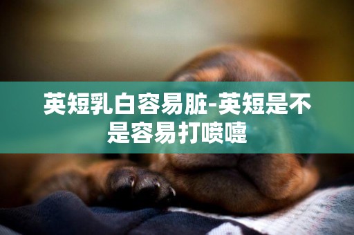 英短乳白容易臟-英短是不是容易打噴嚏