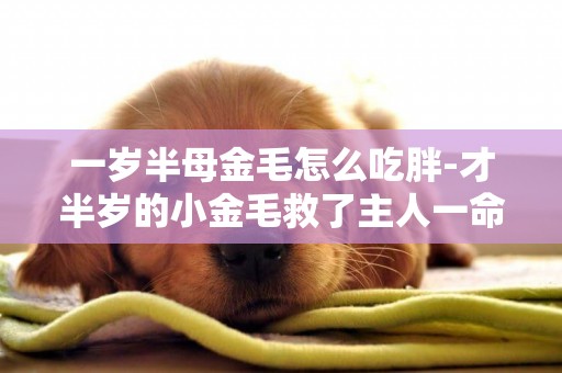一歲半母金毛怎么吃胖-才半歲的小金毛救了主人一命