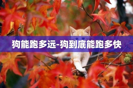 狗能跑多遠-狗到底能跑多快