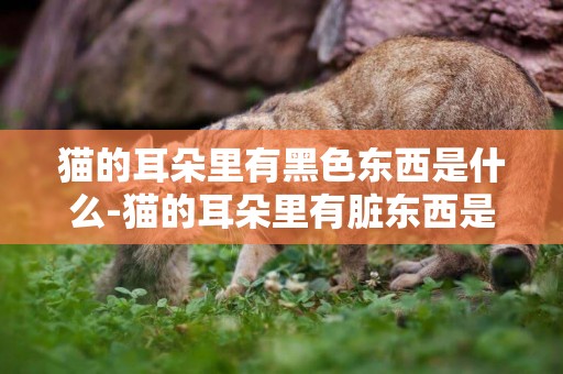 貓的耳朵里有黑色東西是什么-貓的耳朵里有臟東西是什么