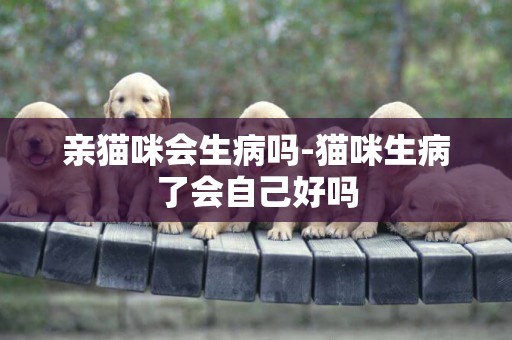 親貓咪會生病嗎-貓咪生病了會自己好嗎