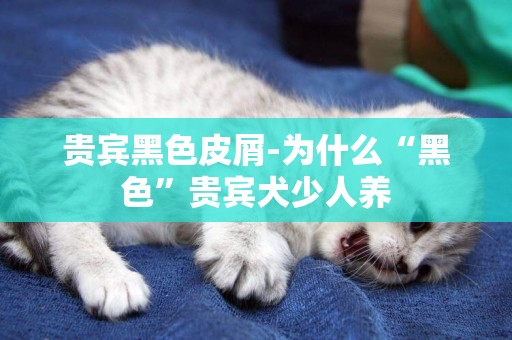 貴賓黑色皮屑-為什么“黑色”貴賓犬少人養