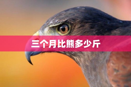 三個月比熊多少斤