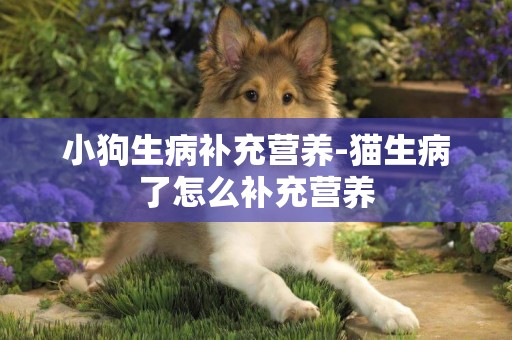 小狗生病補充營養-貓生病了怎么補充營養