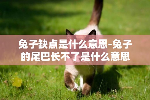 兔子缺點是什么意思-兔子的尾巴長不了是什么意思