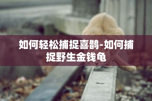 如何輕松捕捉喜鵲-如何捕捉野生金錢龜