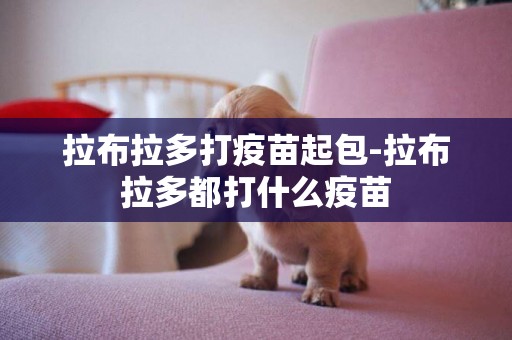 拉布拉多打疫苗起包-拉布拉多都打什么疫苗