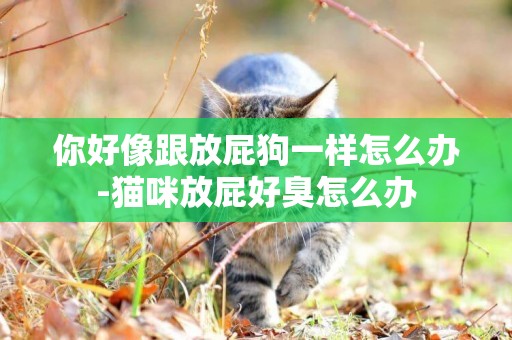 你好像跟放屁狗一樣怎么辦-貓咪放屁好臭怎么辦