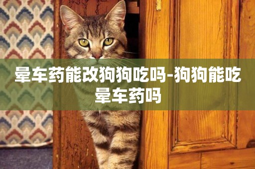暈車藥能改狗狗吃嗎-狗狗能吃暈車藥嗎