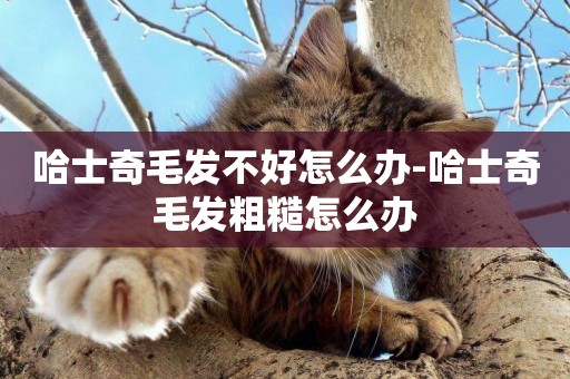哈士奇毛發不好怎么辦-哈士奇毛發粗糙怎么辦