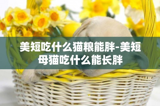 美短吃什么貓糧能胖-美短母貓吃什么能長胖