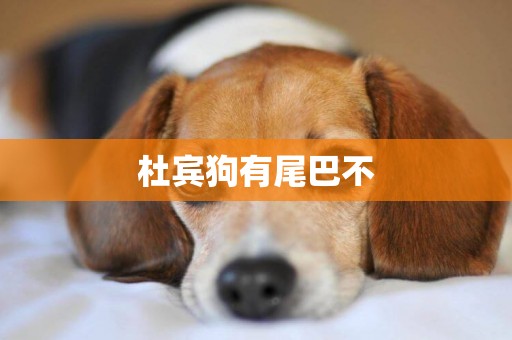 杜賓狗有尾巴不
