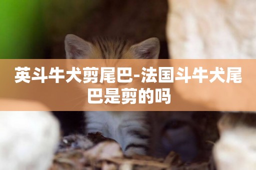 英斗牛犬剪尾巴-法國斗牛犬尾巴是剪的嗎