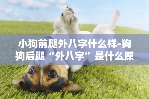 小狗前腿外八字什么樣-狗狗后腿“外八字”是什么原因