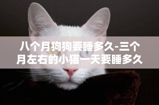 八個月狗狗要睡多久-三個月左右的小貓一天要睡多久