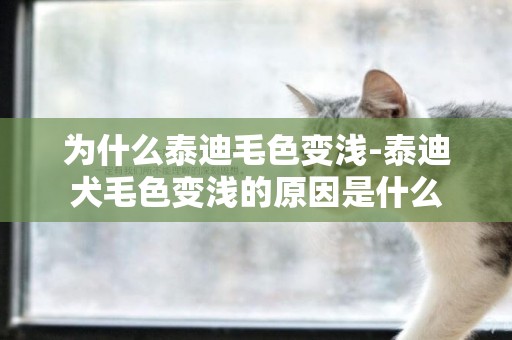 為什么泰迪毛色變淺-泰迪犬毛色變淺的原因是什么