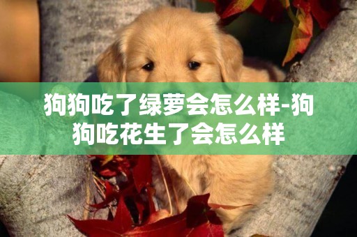 狗狗吃了綠蘿會怎么樣-狗狗吃花生了會怎么樣