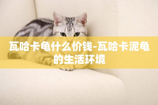瓦哈卡龜什么價錢-瓦哈卡泥龜的生活環境