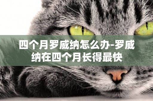 四個月羅威納怎么辦-羅威納在四個月長得最快