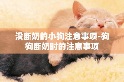 沒斷奶的小狗注意事項-狗狗斷奶時的注意事項