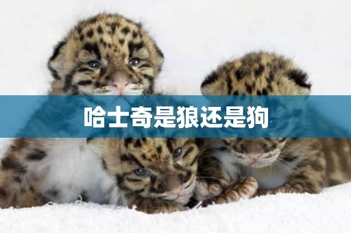 哈士奇是狼還是狗