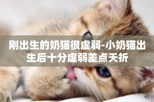 剛出生的奶貓很虛弱-小奶貓出生后十分虛弱差點夭折