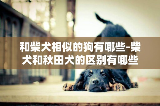 和柴犬相似的狗有哪些-柴犬和秋田犬的區別有哪些