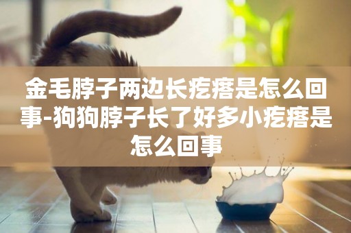 金毛脖子兩邊長疙瘩是怎么回事-狗狗脖子長了好多小疙瘩是怎么回事