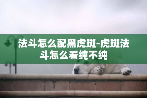 法斗怎么配黑虎斑-虎斑法斗怎么看純不純