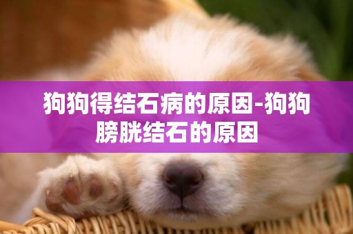 狗狗得結石病的原因-狗狗膀胱結石的原因