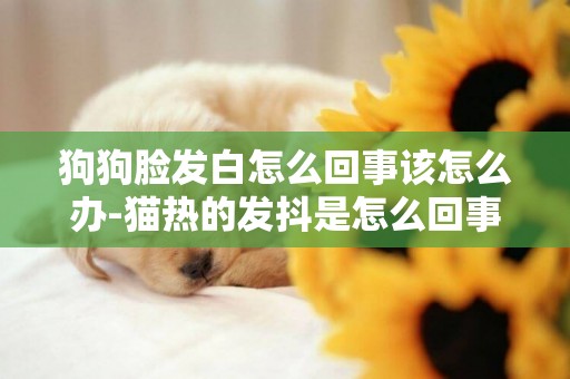狗狗臉發白怎么回事該怎么辦-貓熱的發抖是怎么回事兒