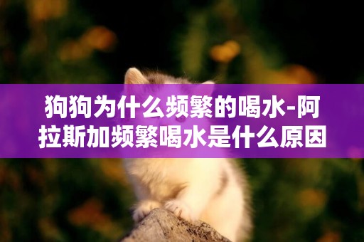 狗狗為什么頻繁的喝水-阿拉斯加頻繁喝水是什么原因